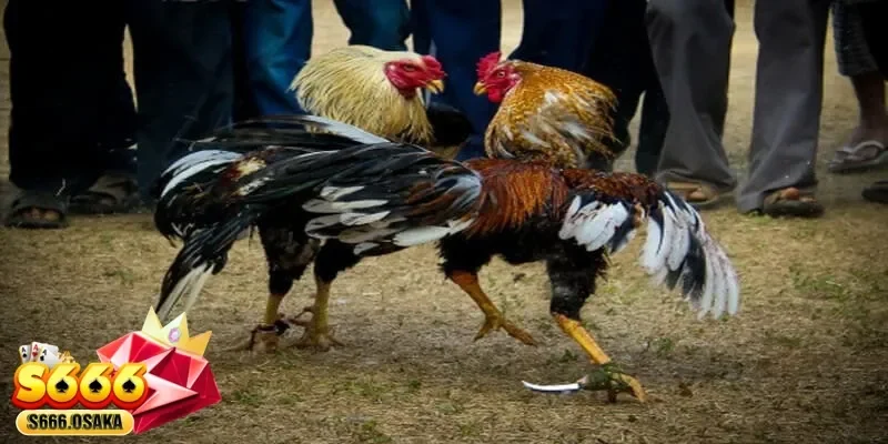 đá gà tre